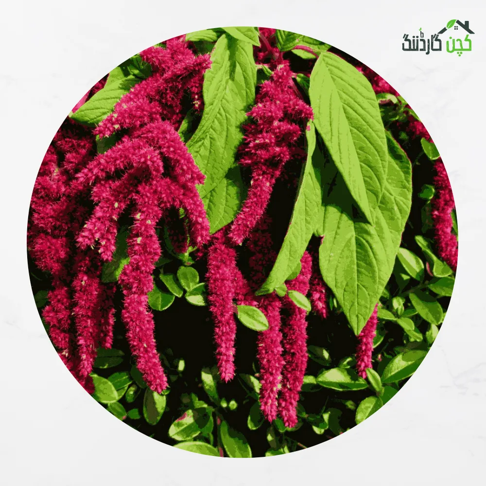 Amaranthus