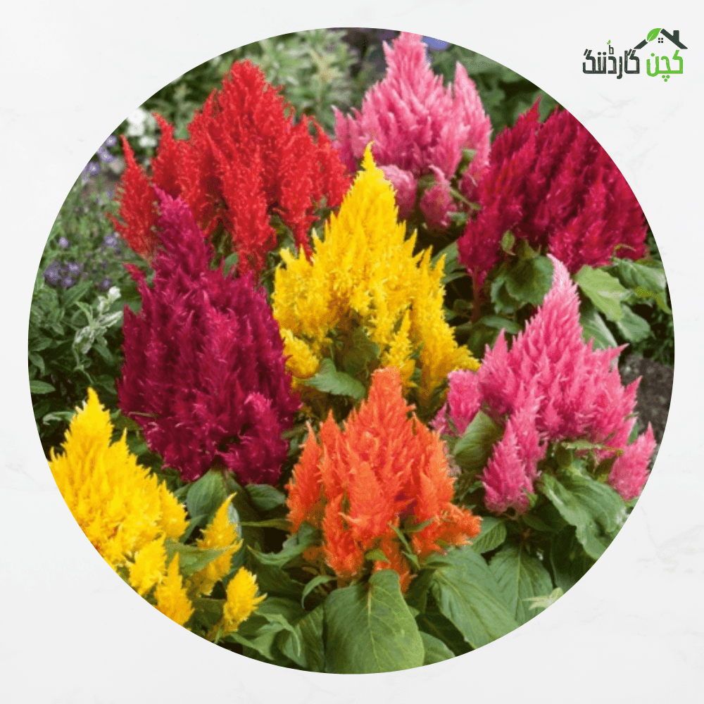Celosia Pampas