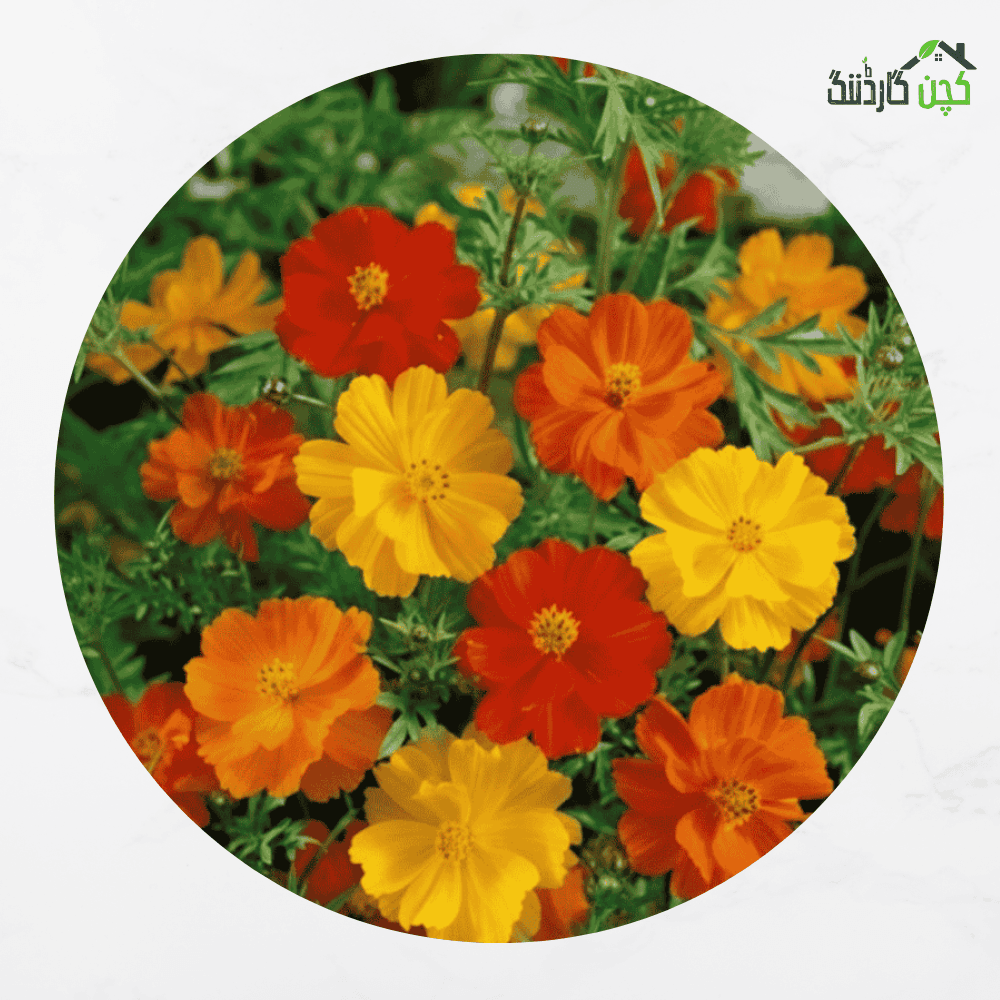 Cosmos Flower Seeds