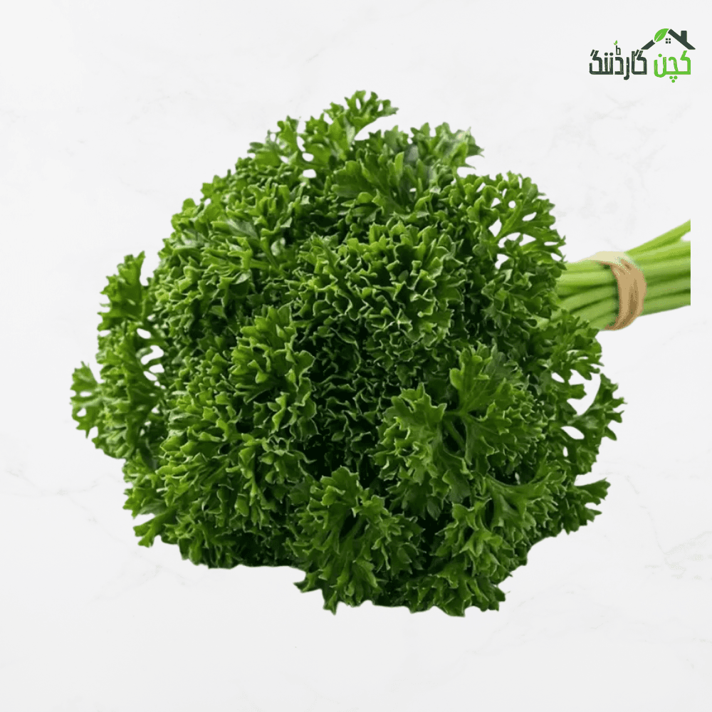 Curly Parsley Seeds in Pakistan – Buy Fresh Organic Parsley Online | Kitchen Herb | kitchengardening.pk (25/50/100 Seeds)