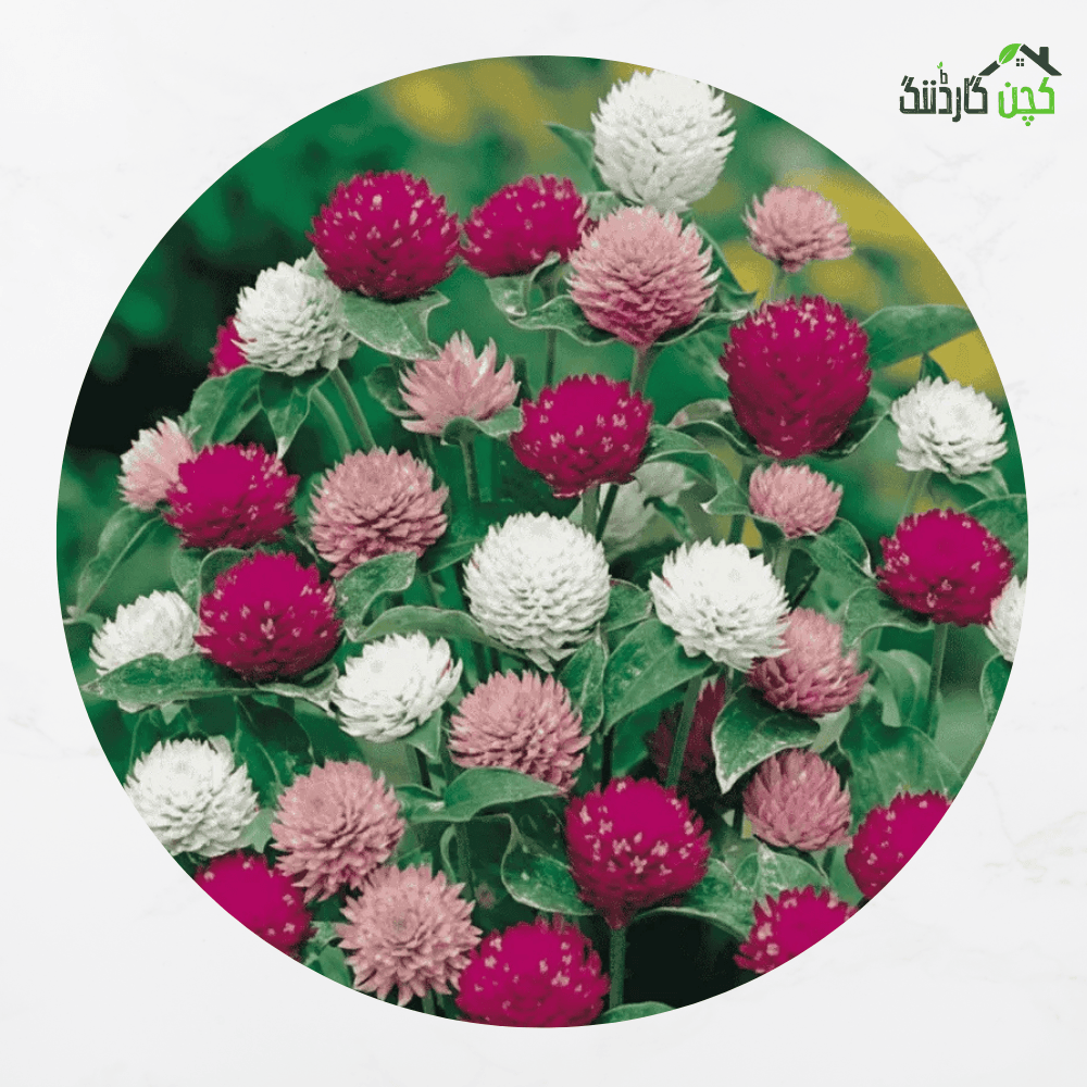 Gomphrena (Globe Amaranth) Mix Flower Seeds