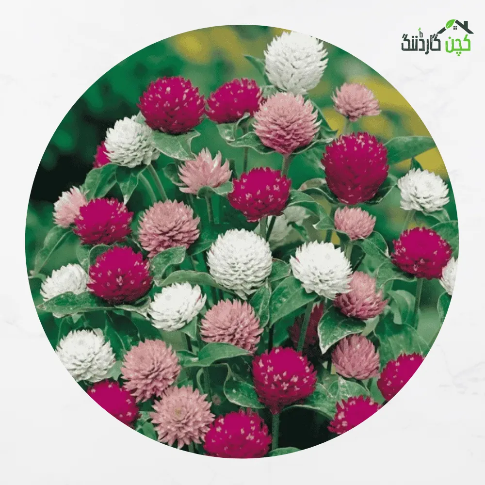 Gomphrena (Globe Amaranth) Mix Flower Seeds