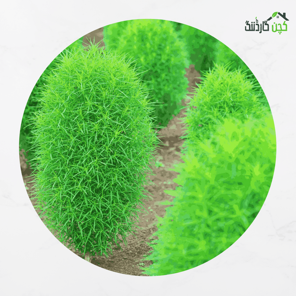 Kochia Summer Flower Seeds