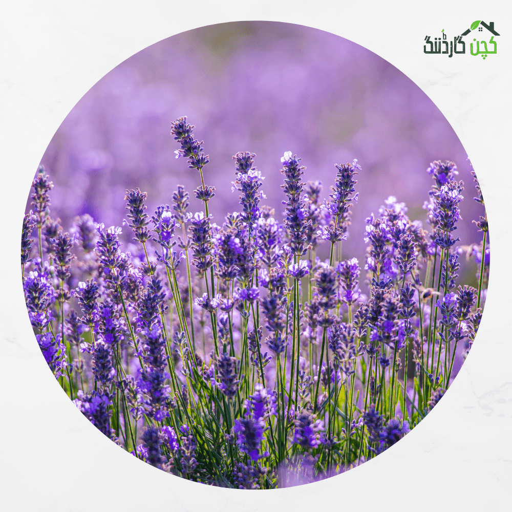 Lavender Seeds in Pakistan – Buy Fragrant Culinary & Medicinal Herb Online | Balcony Gardens | kitchengardening.pk (25/50/100 Seeds)