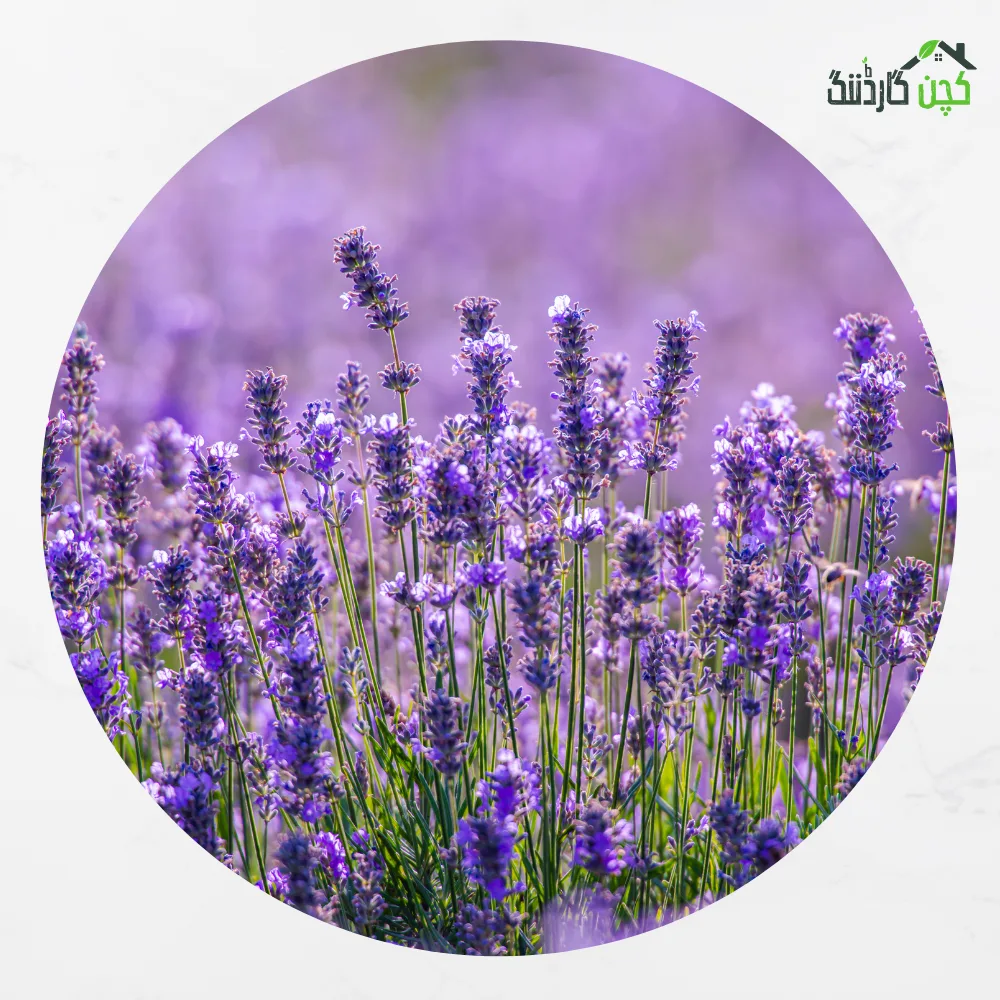 Lavender Seeds