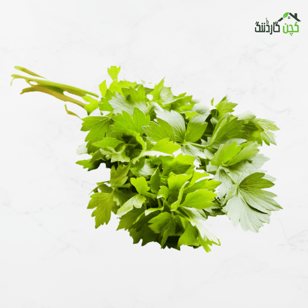 Lovage Herb Seeds in Pakistan – Buy Celery-Flavored Perennial Herb Online | Balcony & Kitchen Gardens | kitchengardening.pk (25/50/100 Seeds)