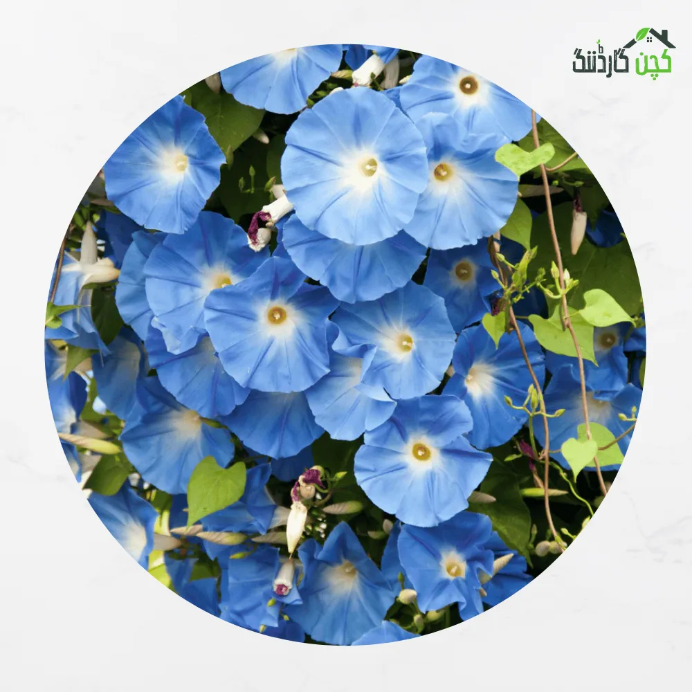 Morning Glory - Blue