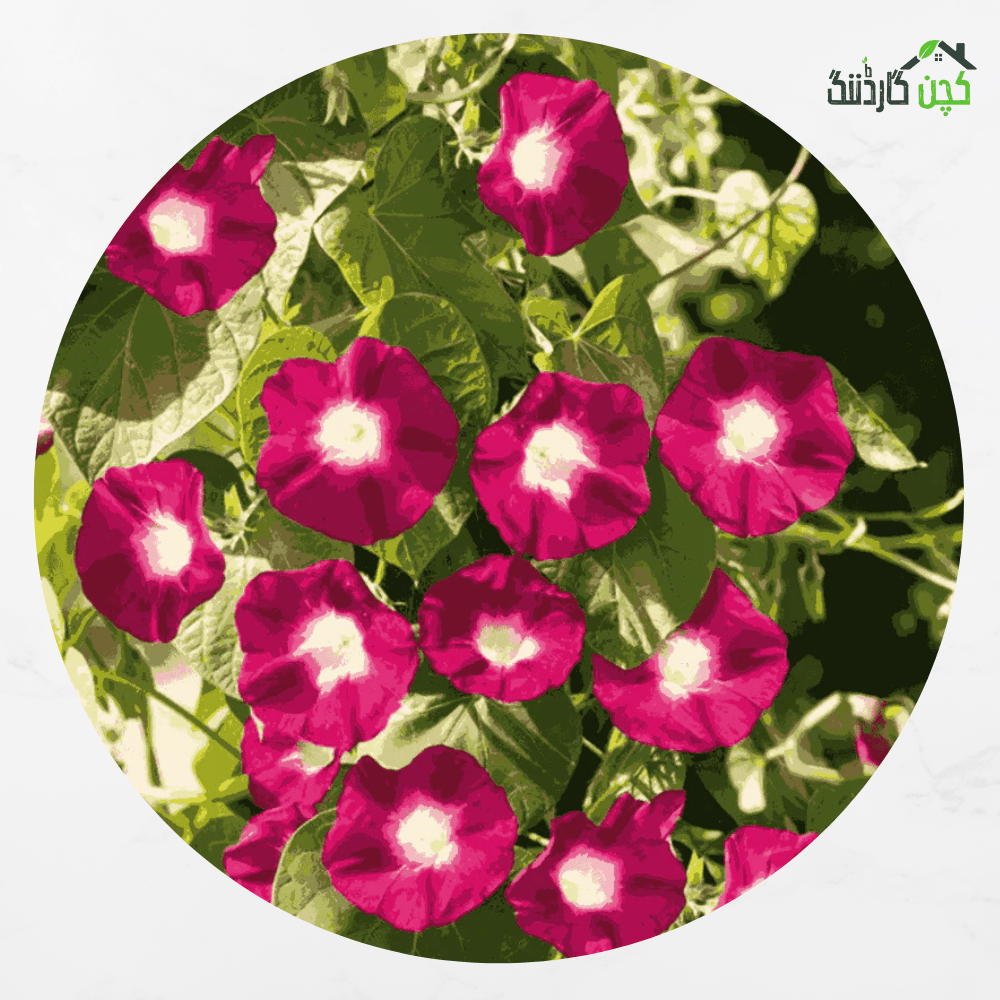 Morning Glory ‘O’Hara Trepadora Red’ Seeds