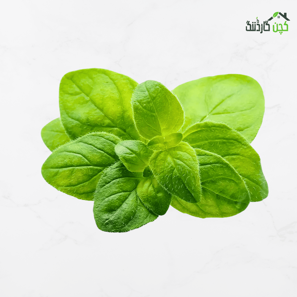Oregano Herb Seeds in Pakistan – Buy Aromatic Culinary Herb Online | Kitchen Garden | kitchengardening.pk (25/50/100 Seeds)