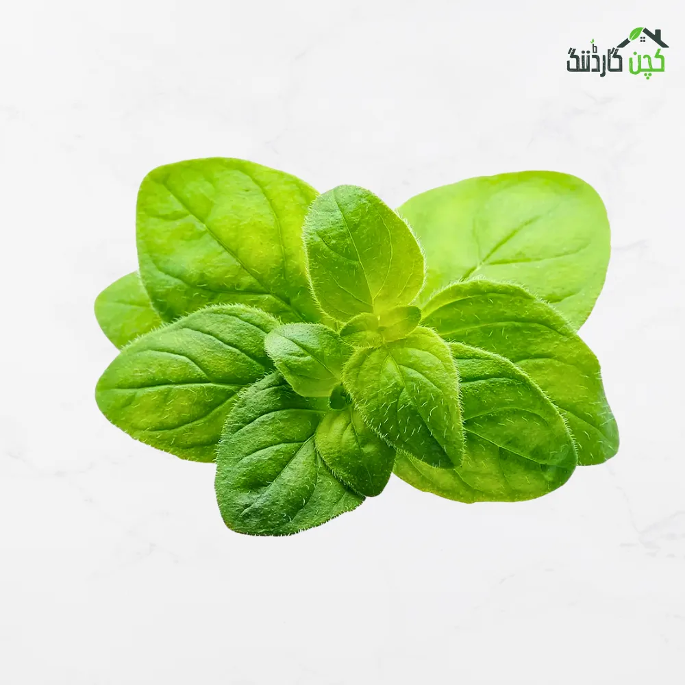 Oregano