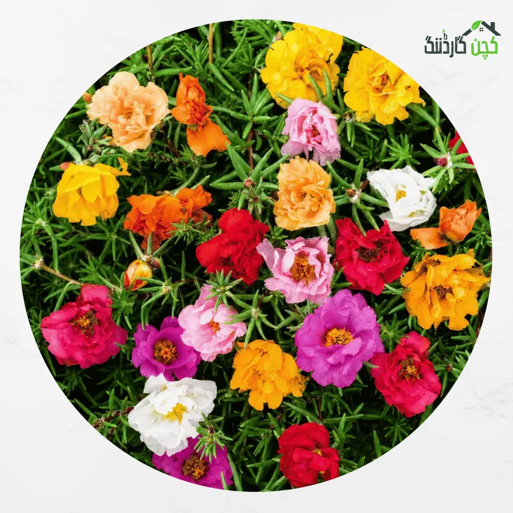 Portulaca Double Flower Mixed Seeds