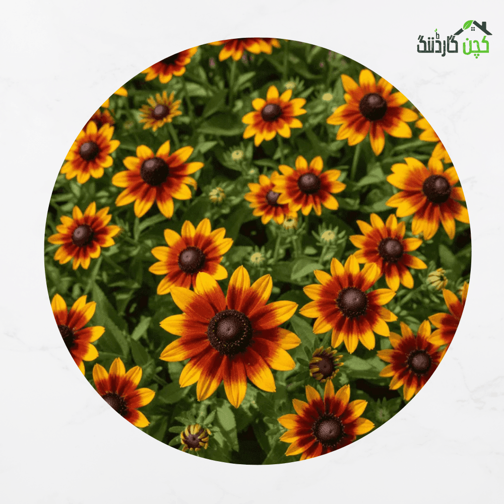 Rudbeckia 'Rustic Dwarf' Mix Flower Seeds