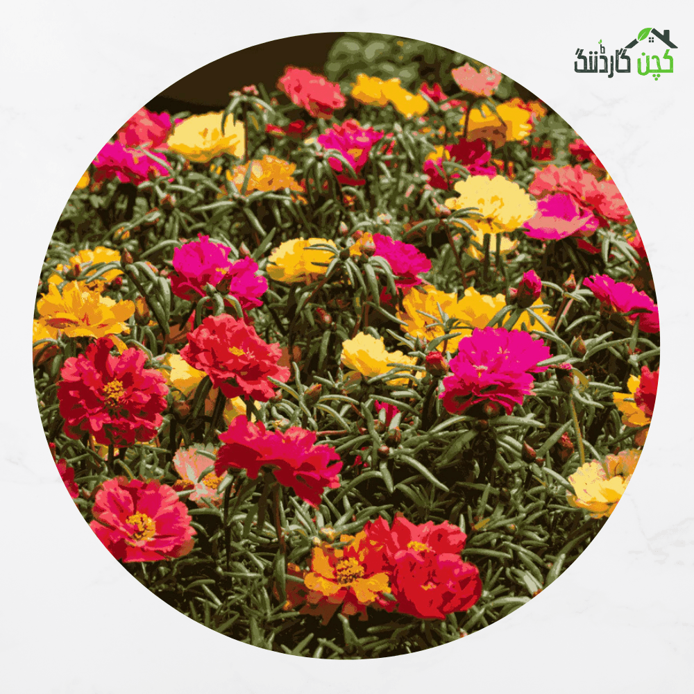 Single Portulaca Flower Mixed Seeds