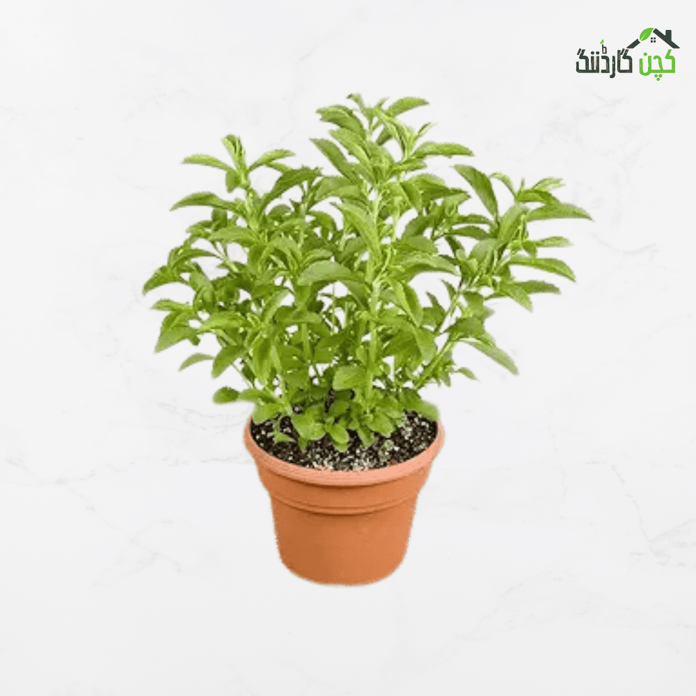 Stevia Herb Seeds in Pakistan – Buy Natural Sweetener Plants Online | Kitchen Gardening | kitchengardening.pk (25/50/100 Seeds)