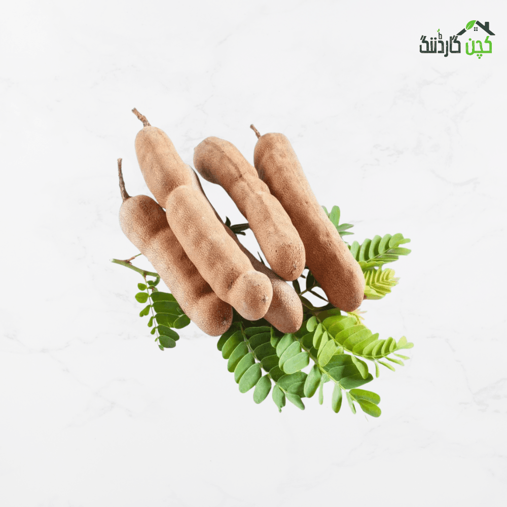 Tamarind tree seeds