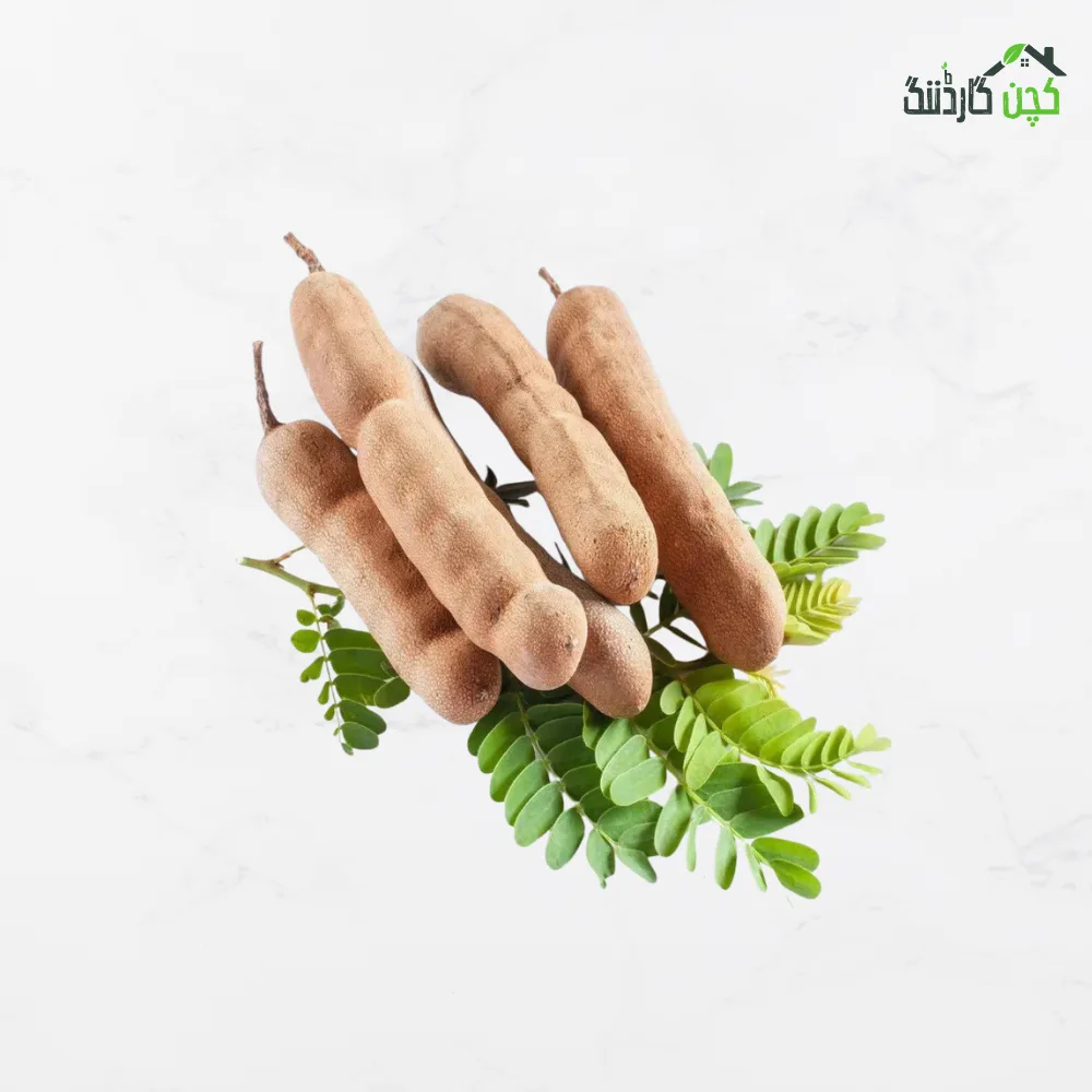 Tamarind tree seeds