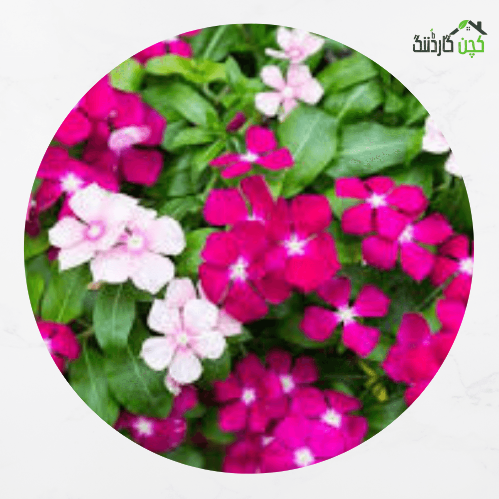 Vinca Tall Mix