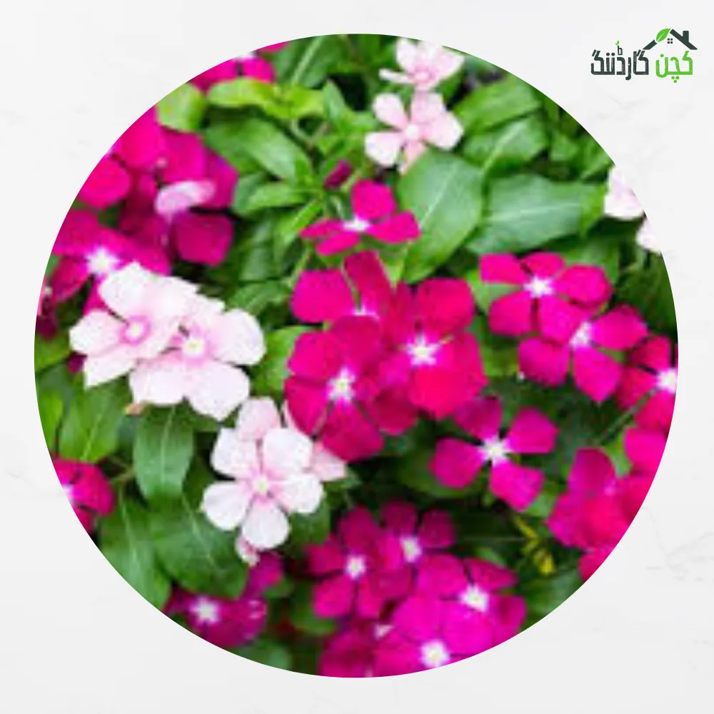 Vinca Tall Mix