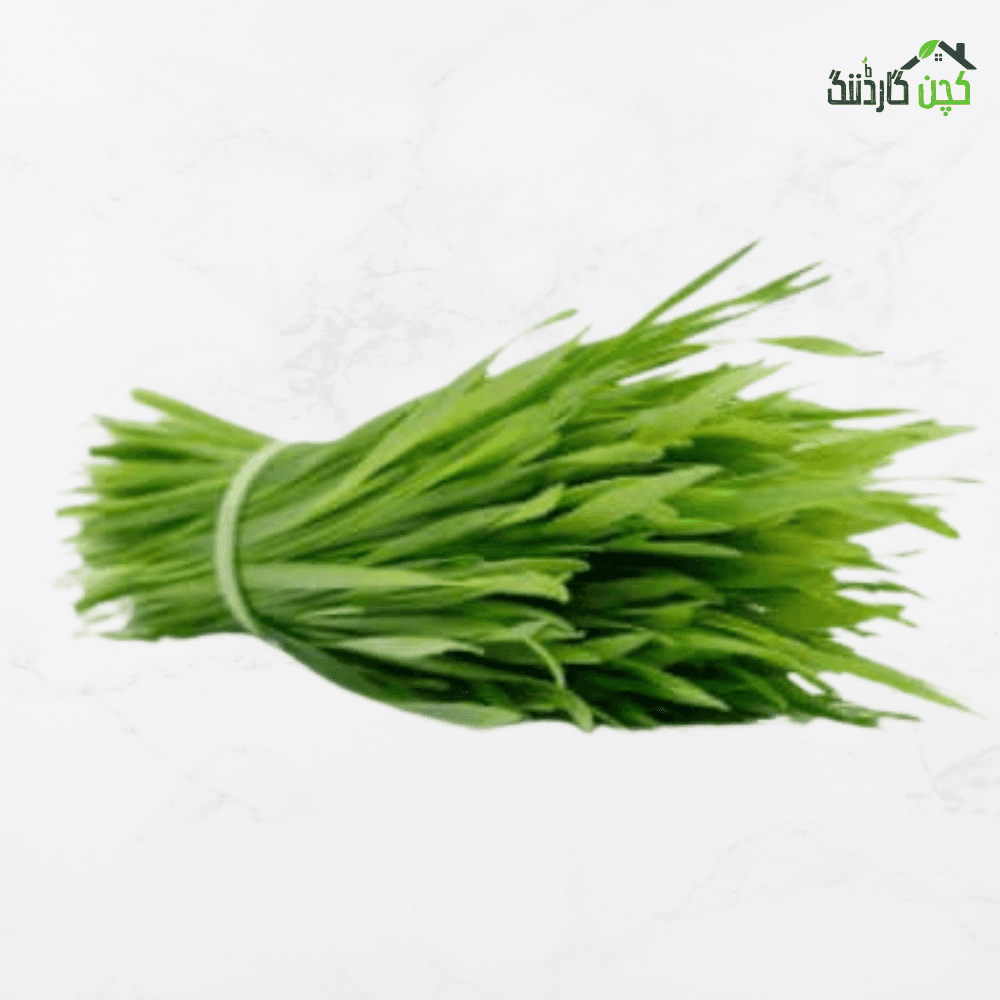 Wheatgrass Microgreens Seed  in Pakistan – Buy Fast Growing Indoor Juicing Grass Online | Trays | kitchengardening.pk (25/50/100 Seeds)