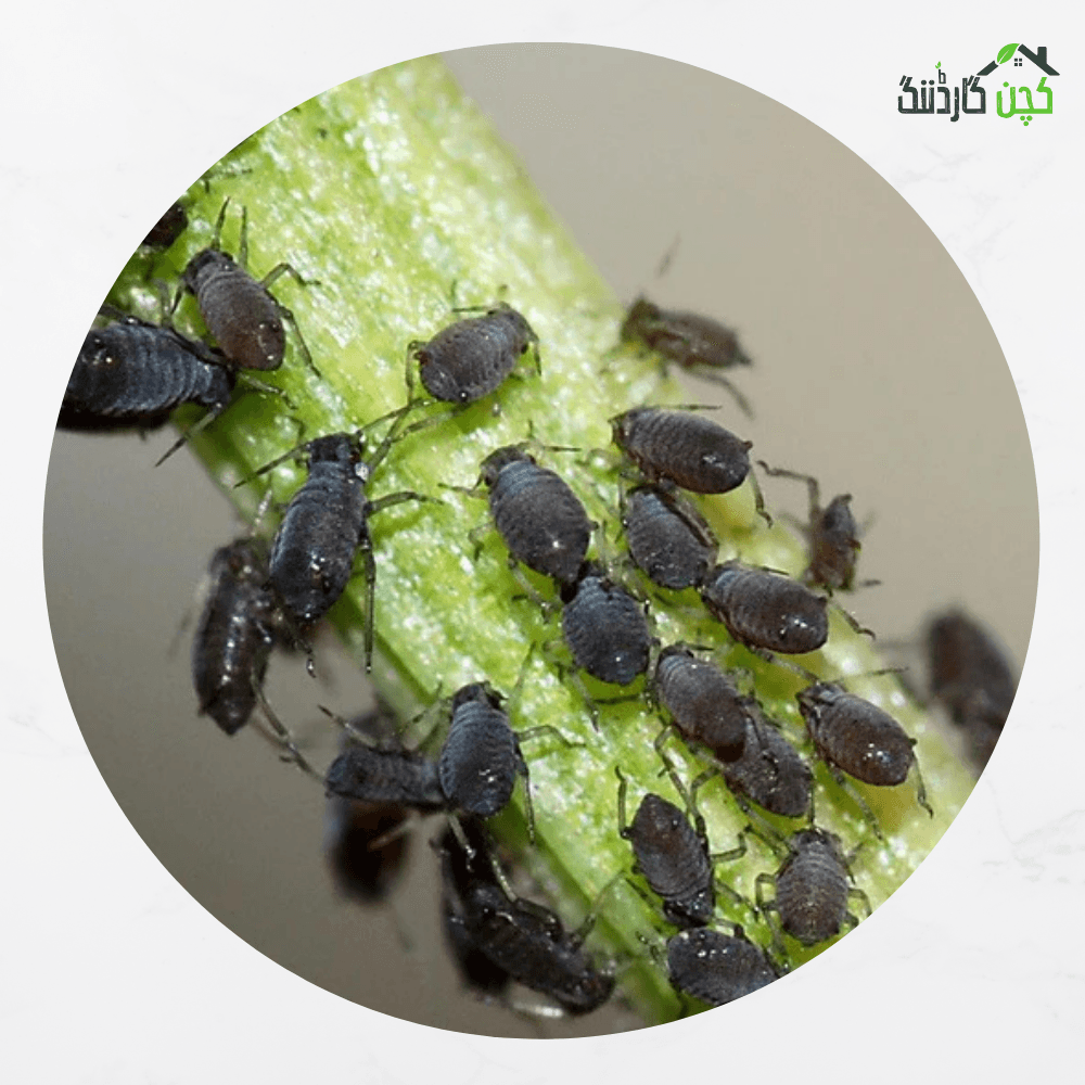 Ready to use Spray for Aphids 100ml– Buy Effective Aphid Control Online | Pest Management | kitchengardening.pk (100ml)