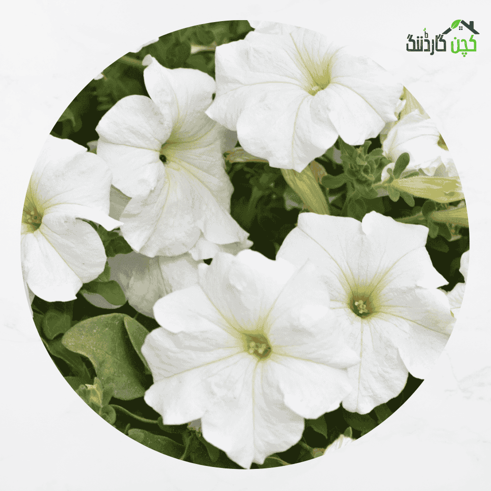 Petunia White Compact Hybrid Flower Seeds in Pakistan – Buy Gorgeous Blooms Online | kitchengardening.pk (25 Seeds / 50 Seeds / 100 Seeds)