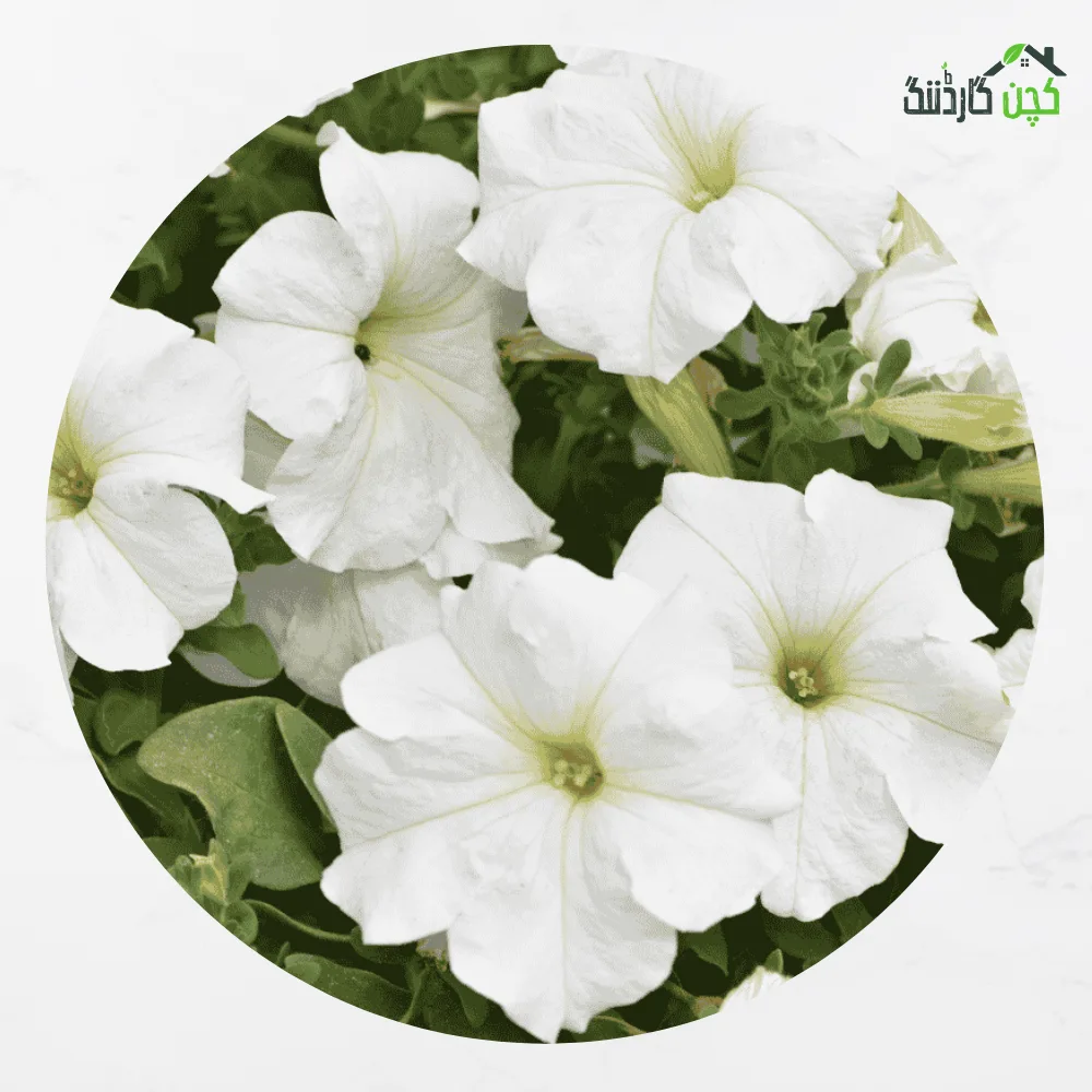 Petunia White Compact Hybrid Flower Seeds in Pakistan – Buy Gorgeous Blooms Online | kitchengardening.pk (25 Seeds / 50 Seeds / 100 Seeds)