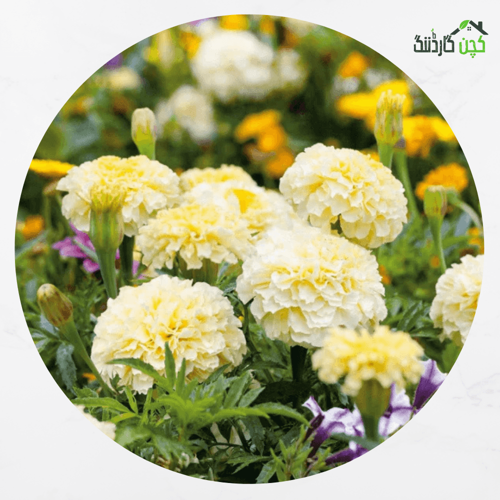 African Marigold Flower Seeds