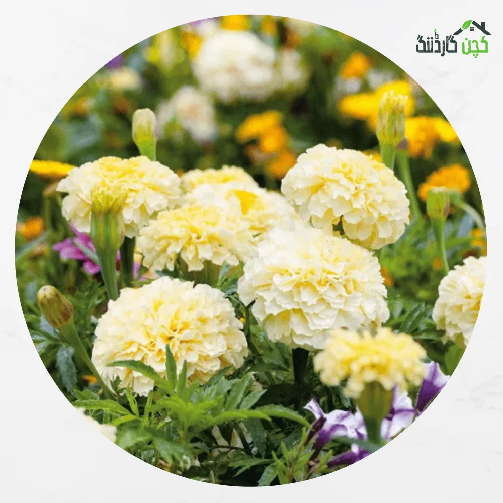 African Marigold Flower Seeds