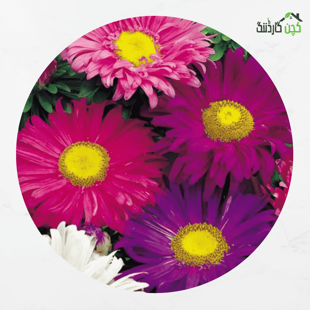 Aster Flower - Tall China - Mix Seeds