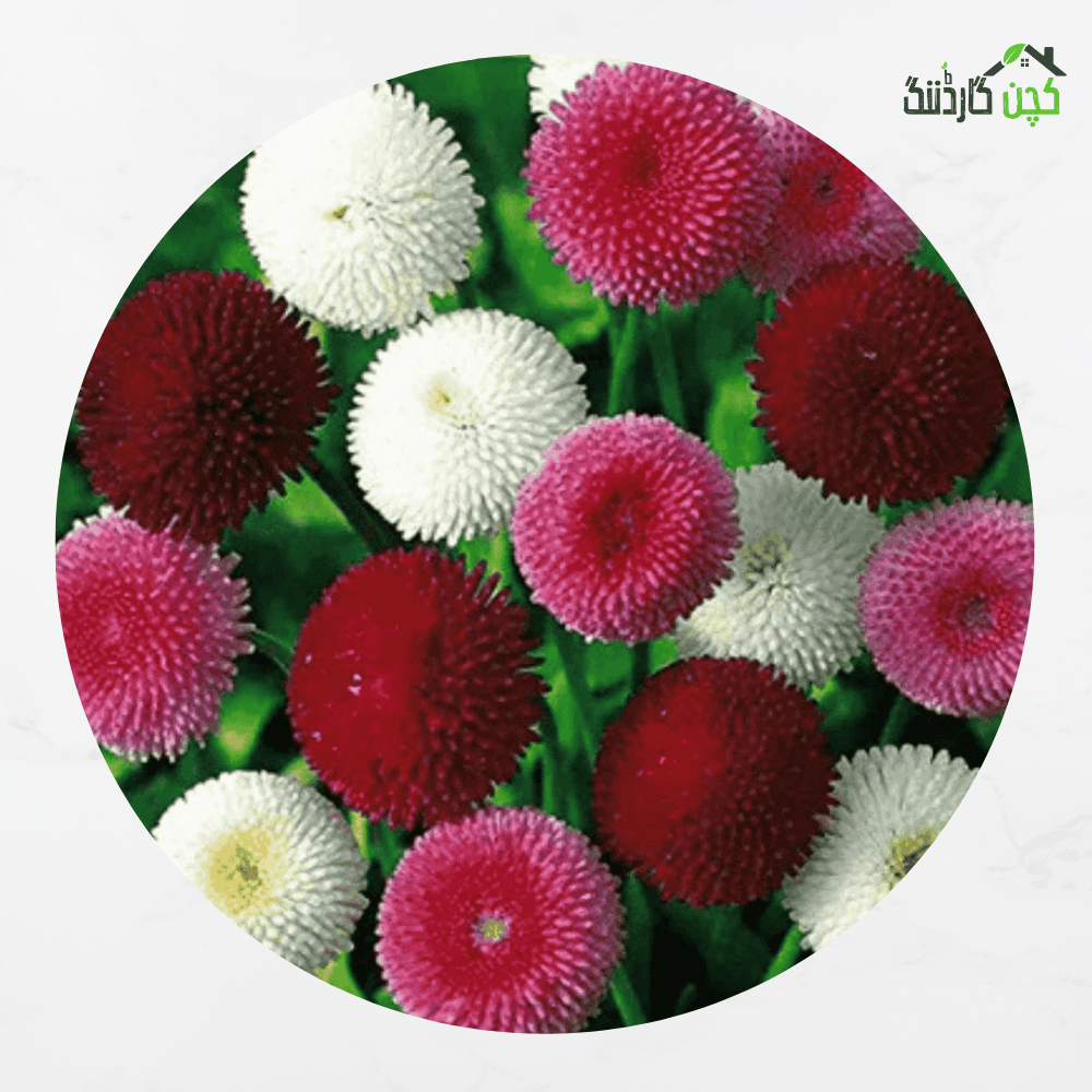Bellis Daisy Flower Seeds Mix