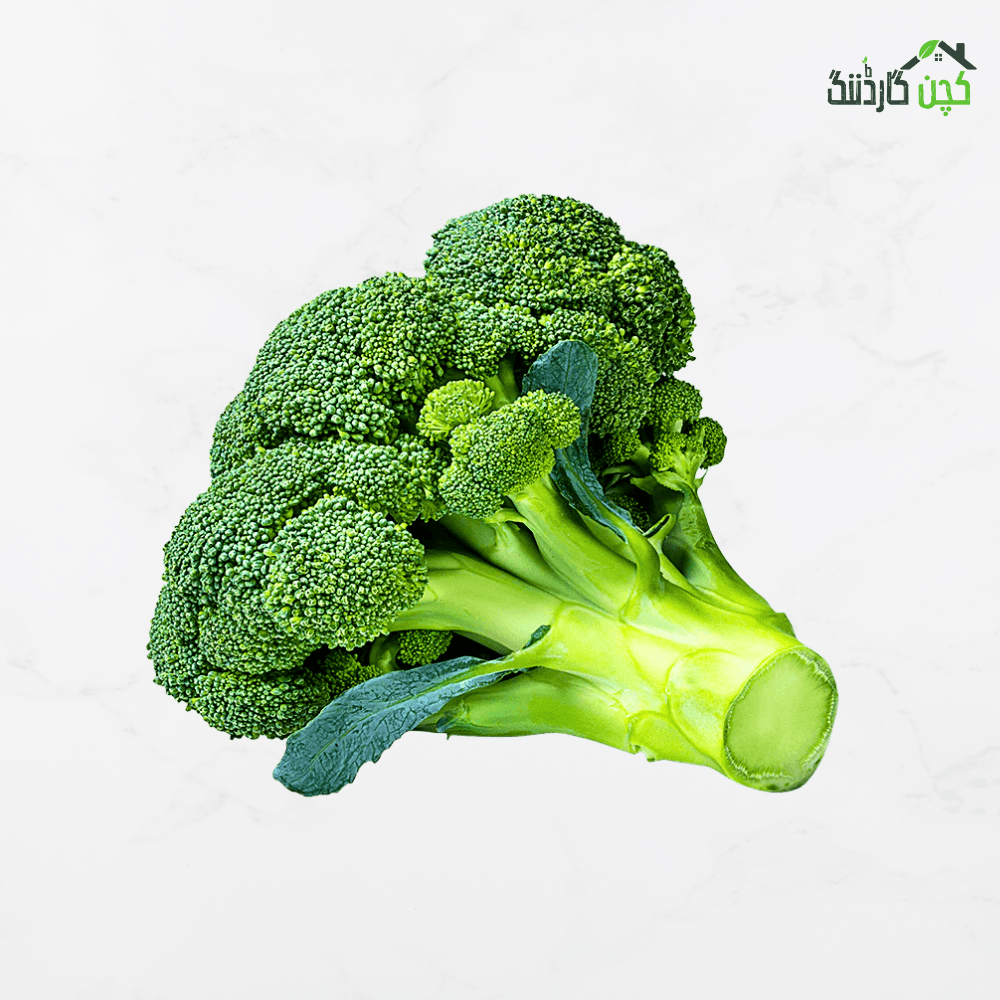 Broccoli Seeds in Pakistan – Buy Nutrient-Rich Broccoli Seeds Online | Perfect for Kitchen Gardens | kitchengardening.pk (25 Seeds / 50 Seeds / 100 Seeds)