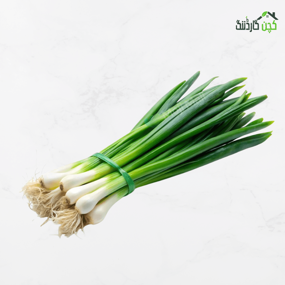 Green Bunching Onion Seeds in Pakistan – Buy Classic White Stem Seeds Online | kitchengardening.pk (25 Seeds / 50 Seeds / 100 Seeds)