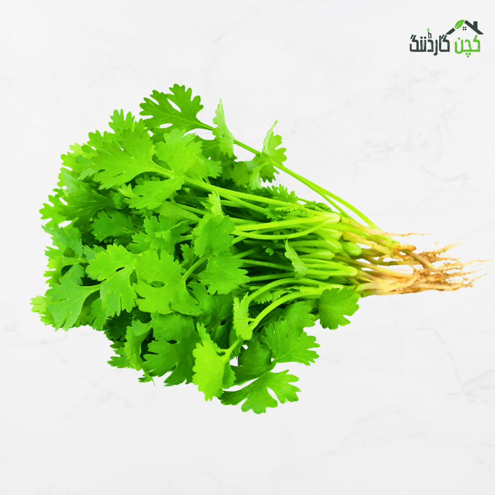 Coriander
