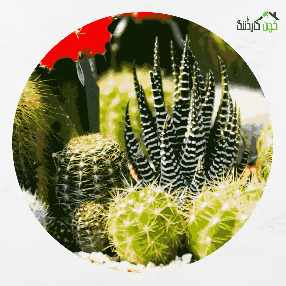 Cactus Plants Desert Mix Perennial Seeds