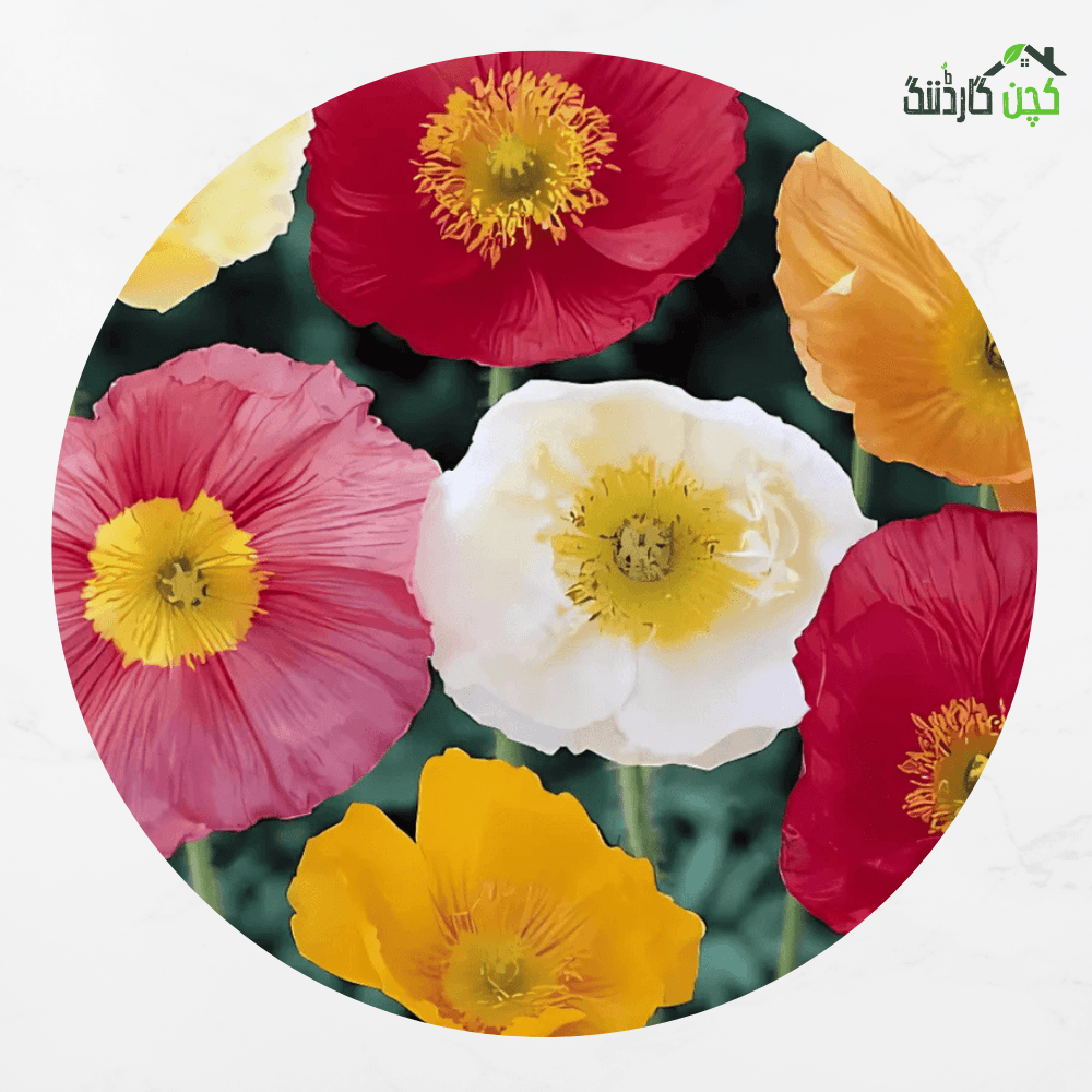 Californian Poppy Double Mix Flower Seeds