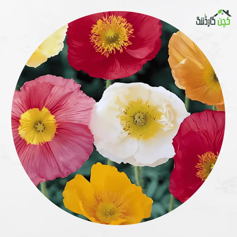 Californian Poppy Double Mix Flower Seeds