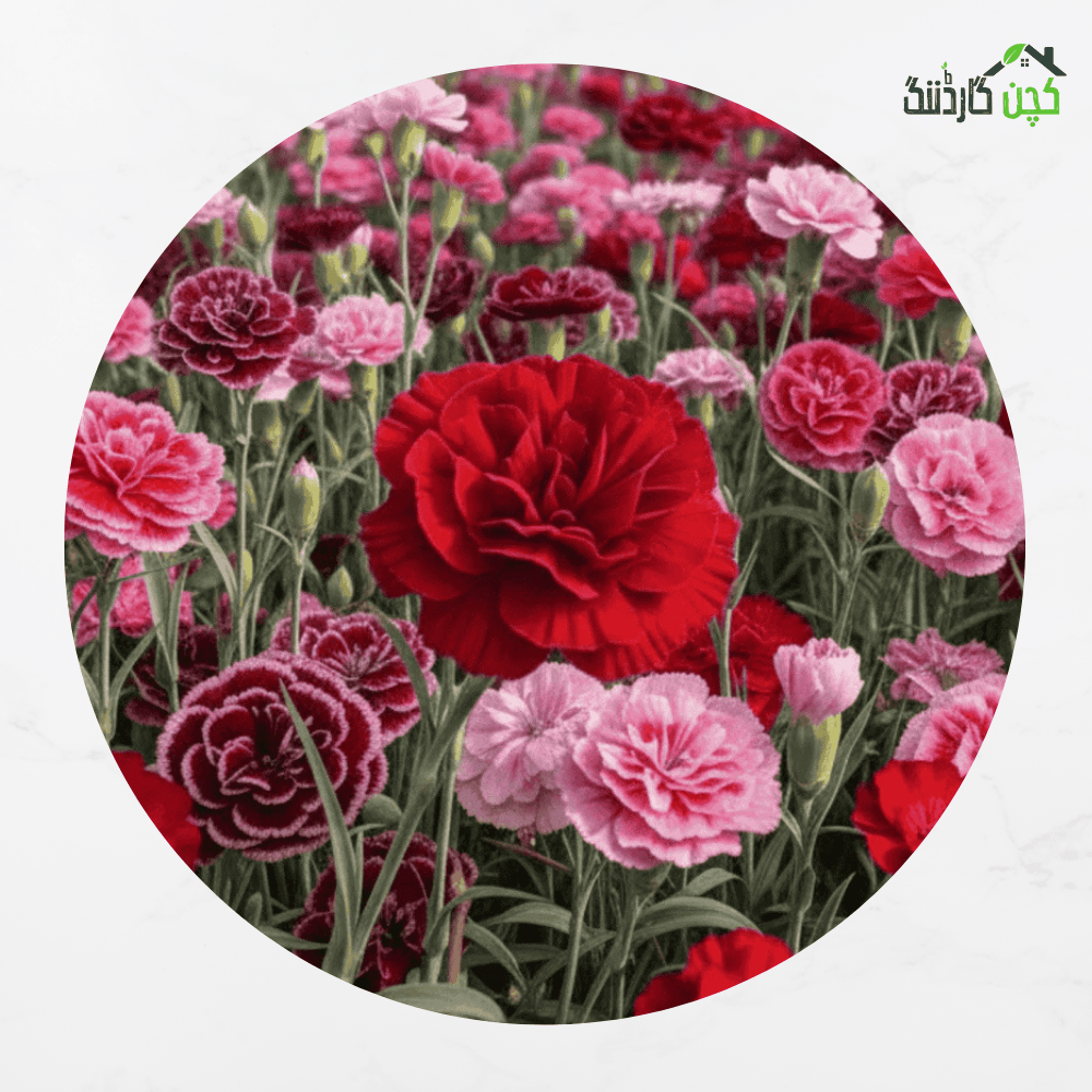 Carnation Cocktail Party Flower Seeds Mix