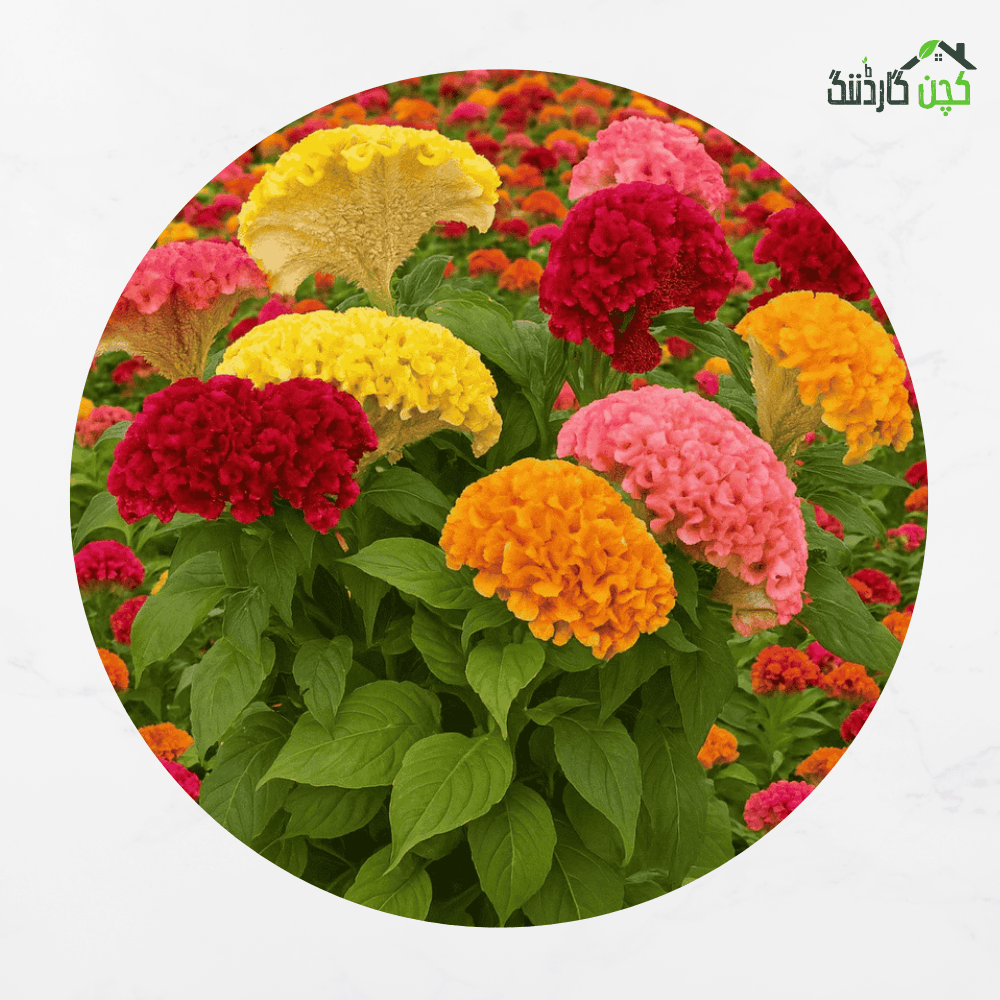 Celosia ‘Cristata Mix’ Flower Seeds