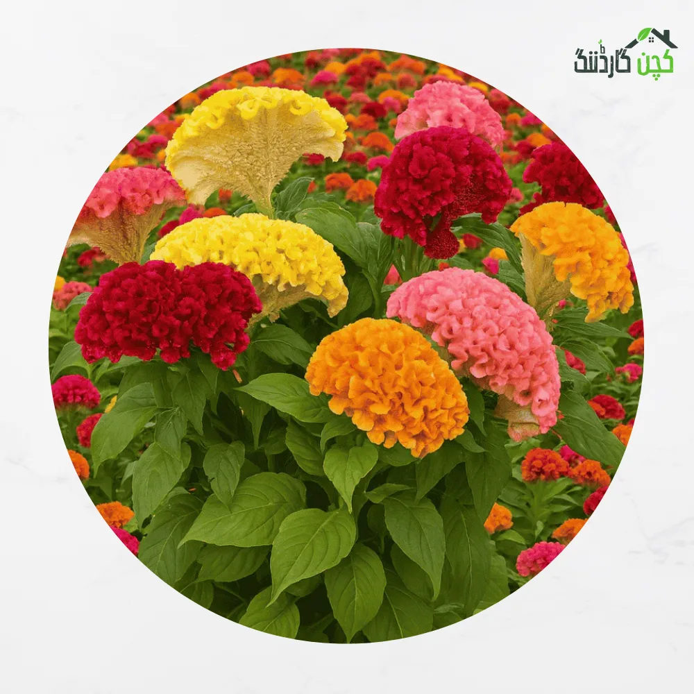 Celosia ‘Cristata Mix’ Flower Seeds