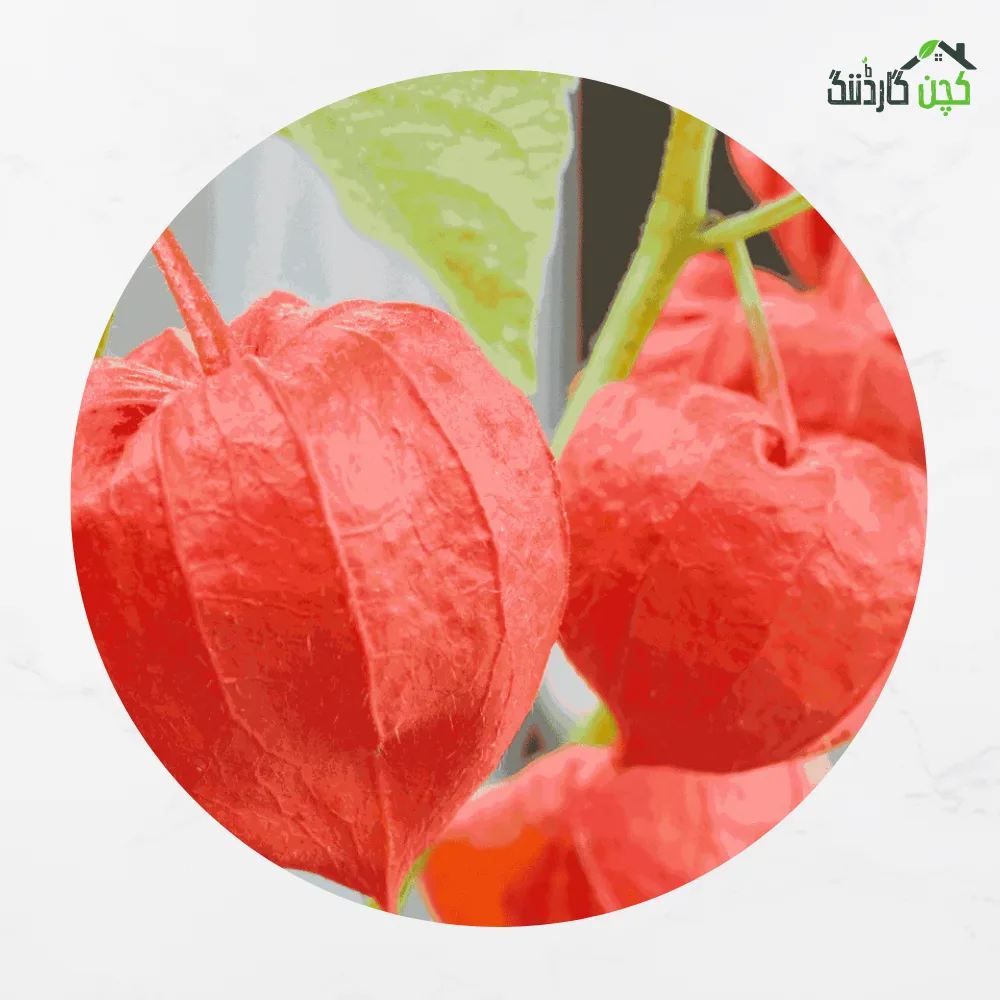 Chinese Red Lantern Flower Seeds