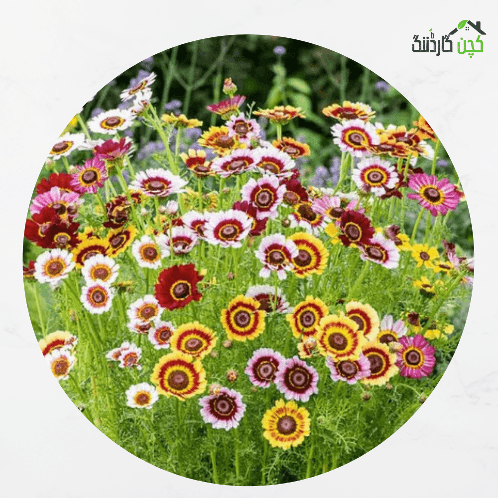 Chrysanthemum Tricolour Flowers Mix Seeds