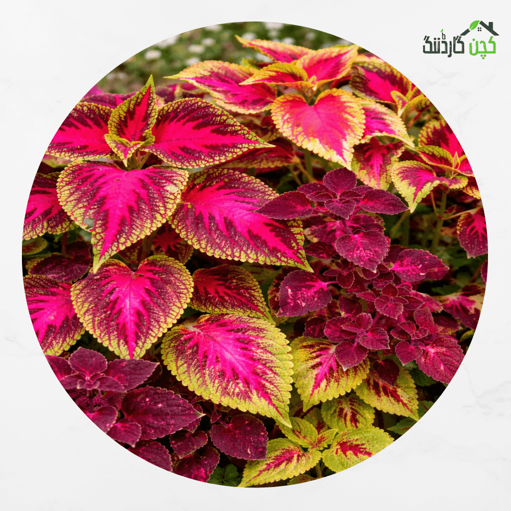 Coleus Mix