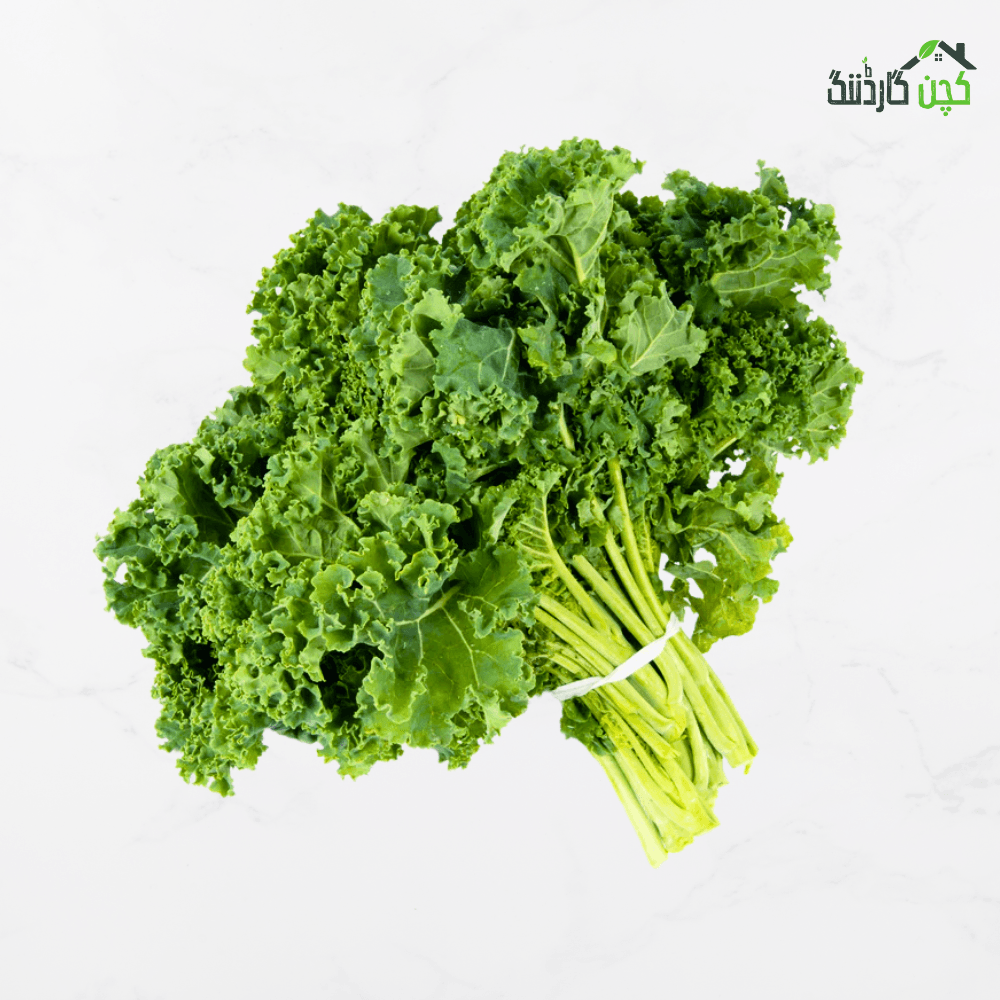 Curly Kale Seeds in Pakistan – Buy Superfood Greens Online | Perfect for Kitchen Gardens | kitchengardening.pk (25 Seeds / 50 Seeds / 100 Seeds)