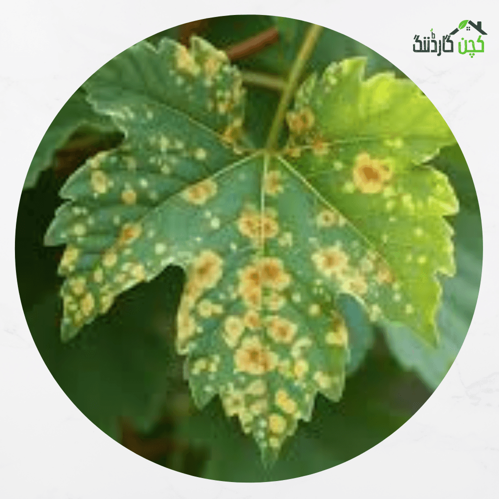Ready to use Spray for Downy Mildew 100ml – Buy Effective Downy Mildew Control Online | Protect Your Garden | kitchengardening.pk (100ml)