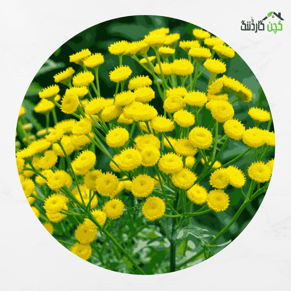 Daisy Sunrise Yellow F1 Hybrid Seeds