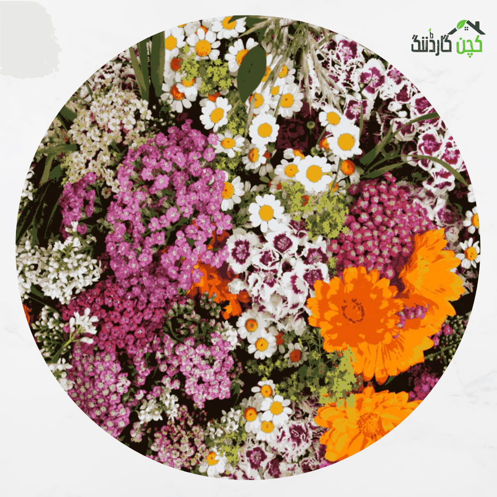 Dianthus F1 Hybrid Mix Seeds in Pakistan – Buy Colorful Blooms Online | kitchengardening.pk (25/50/100 Seeds)