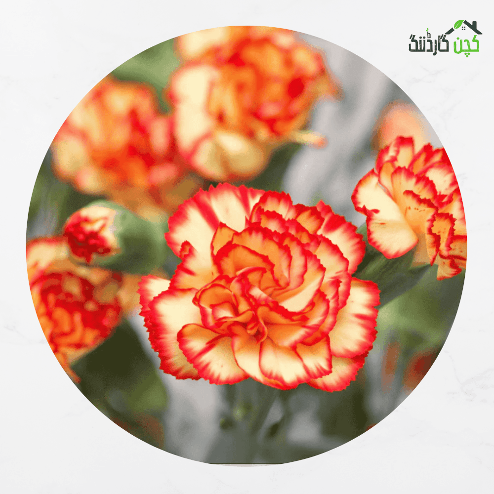 Dianthus Lillipot Orange Bicolour F1 Hybrid Flower Seed