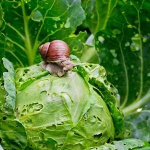 Snail Natural Repellent Flower