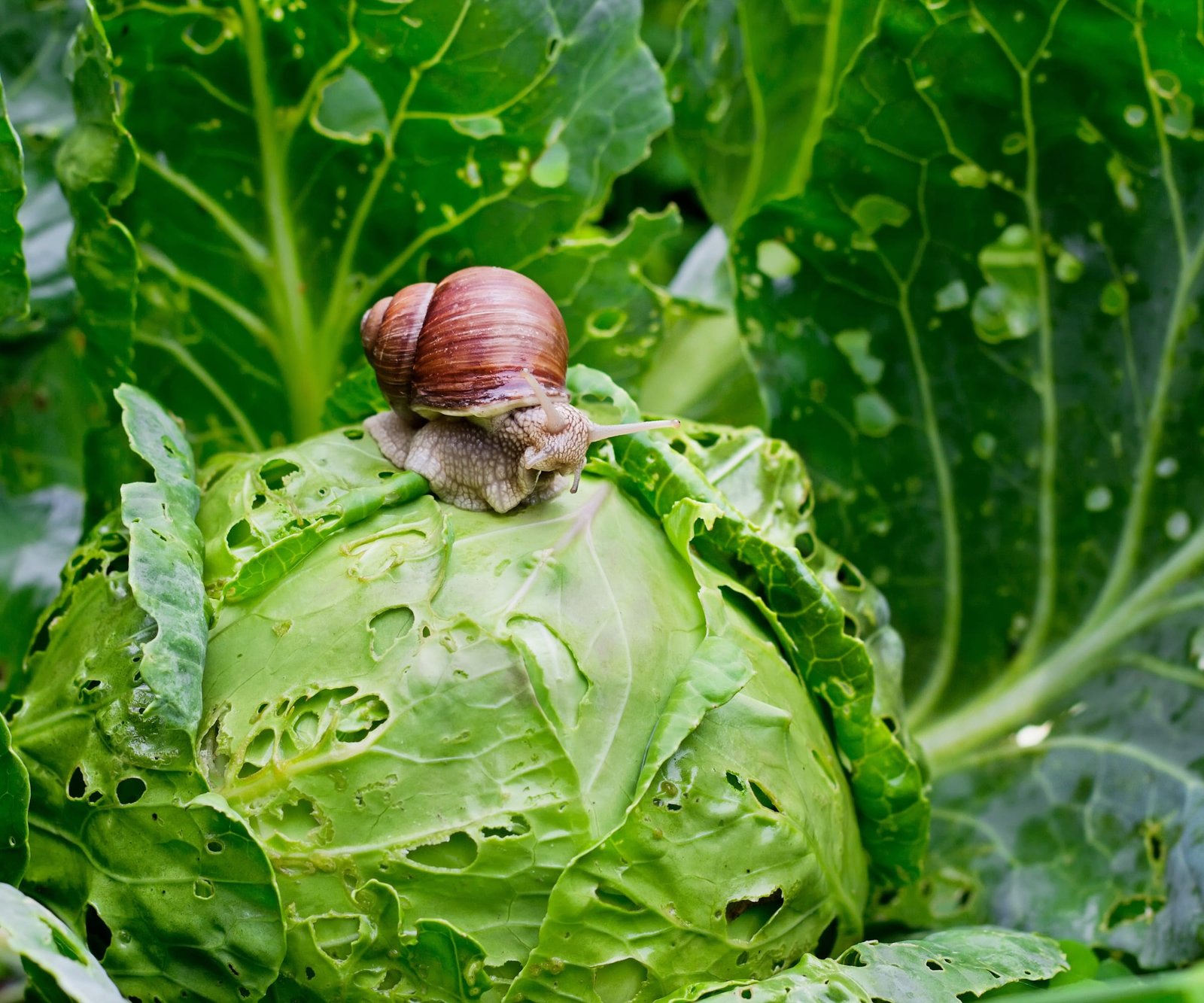 Snail Natural Repellent Flower