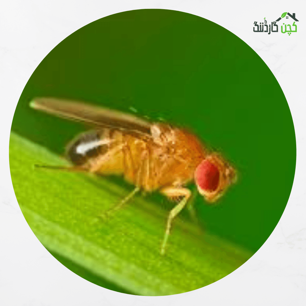 Ready to use Spray for Fruit Fly 100ml – Buy Effective Pest Control Spray Online | kitchengardening.pk (100ml)